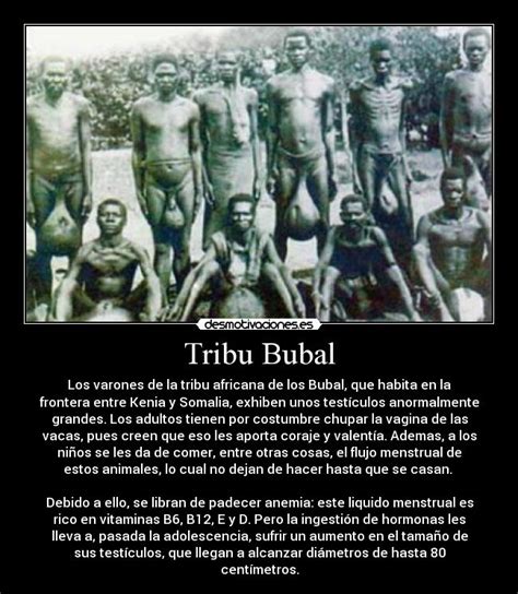 tribu testiculos grandes|La tribu Bubal y sus testículos gigantes.